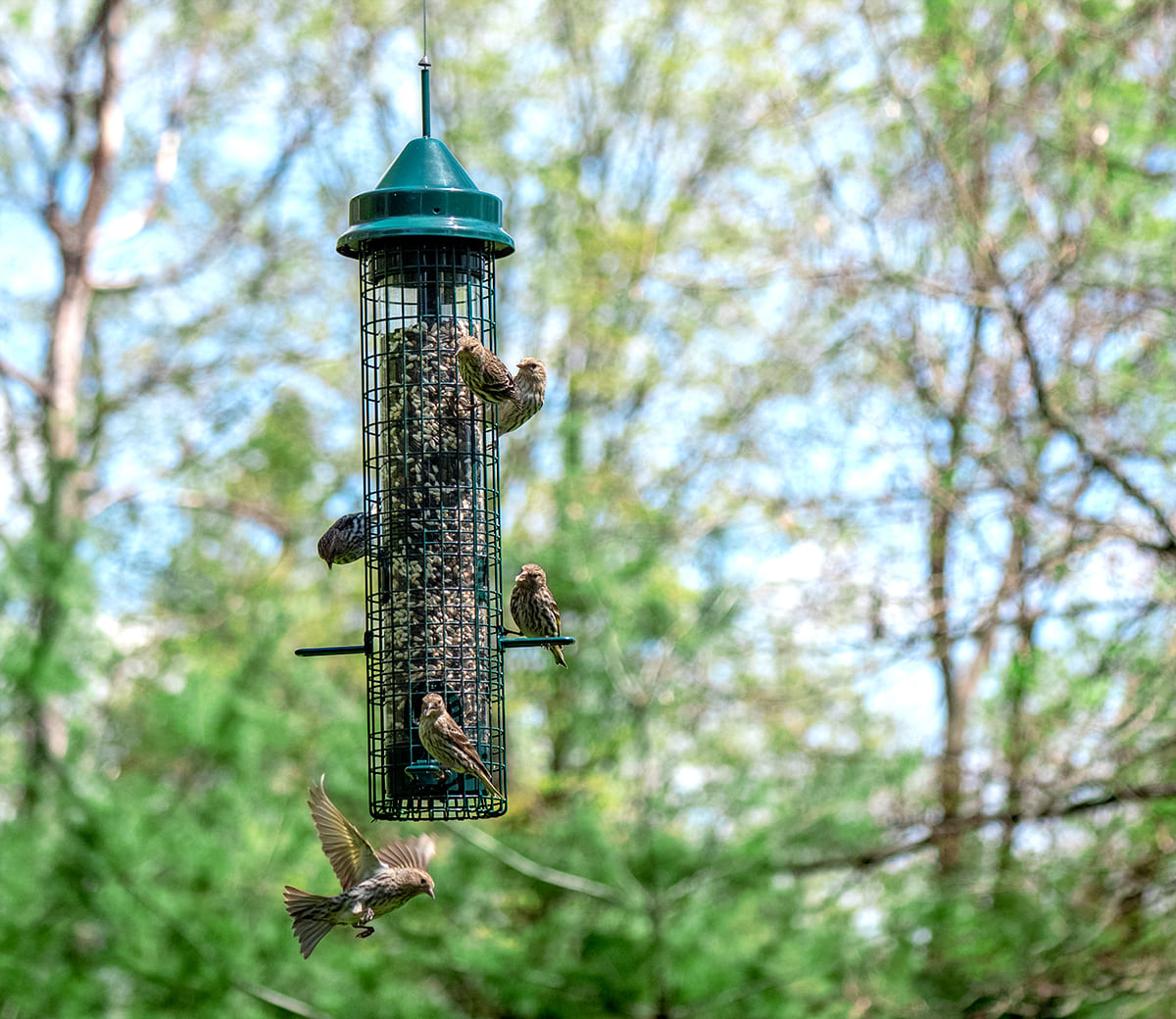 Brome® | Home of the Squirrel Buster® Bird Feeder