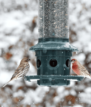 Squirrel Buster® Plus