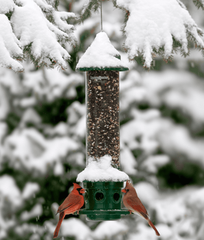 Squirrel Buster® Plus