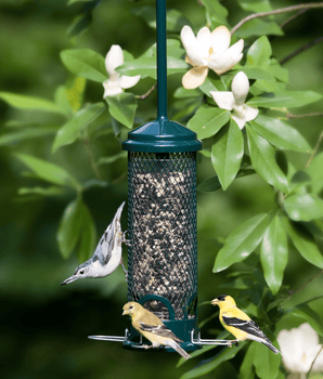 Squirrel Buster® Mini