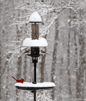 Squirrel Buster® Plus Podium™