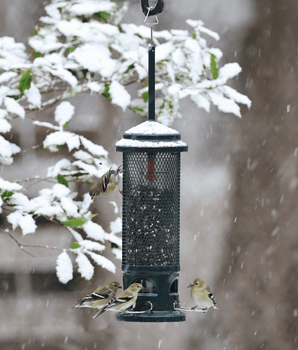 Squirrel Buster® Legacy