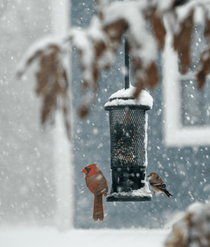 Squirrel Buster® Standard