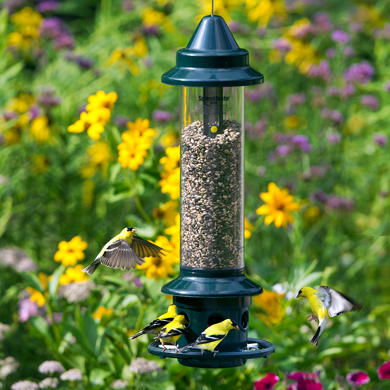 Squirrel Buster Mini Squirrel-Proof Bird Feeder – Compact, Chew Squirrel Buster Mini Squirrel-Proof Bird Feeder – Compact, Chew