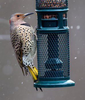 Squirrel Buster® Nut Feeder