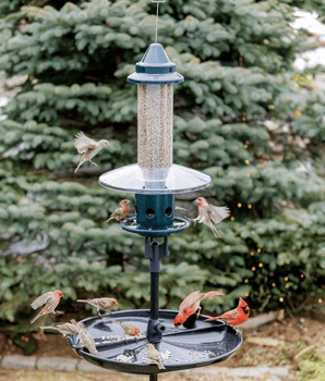 Squirrel Buster® Plus Podium™