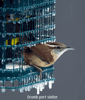 Squirrel Buster® Suet